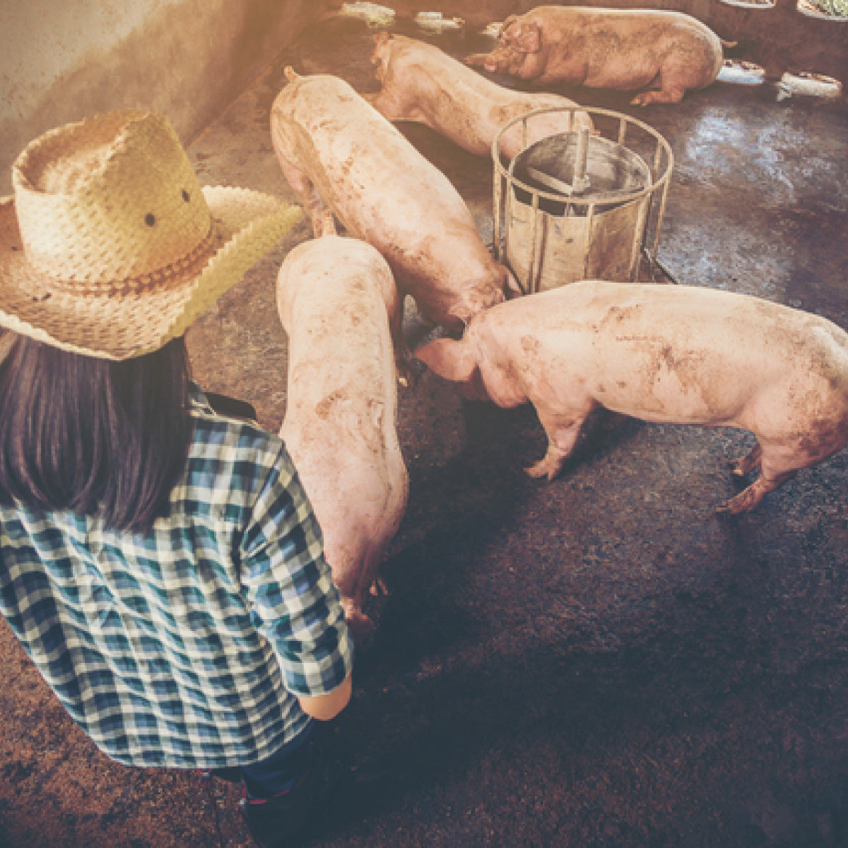 【福島県産銘柄豚】麓山高原豚 バラ肉スライス しゃぶしゃぶ用 300g（約2人前）